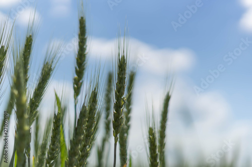 Green spikelets of wheat on the field against the blue sky and clouds.Selective focus