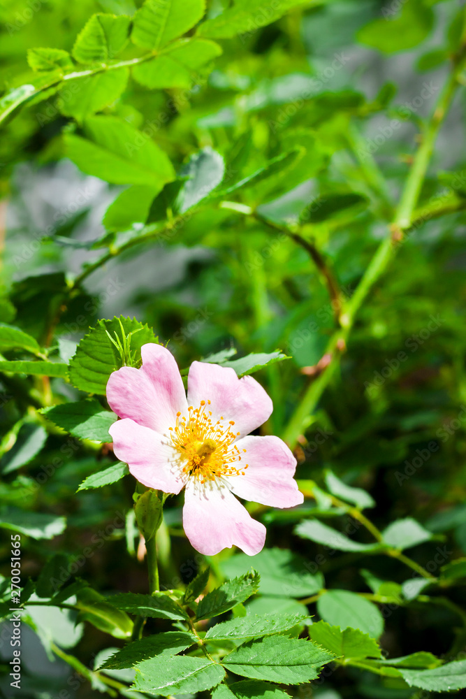 Flower of dog-rose closeup Flower of dog-rose closeup