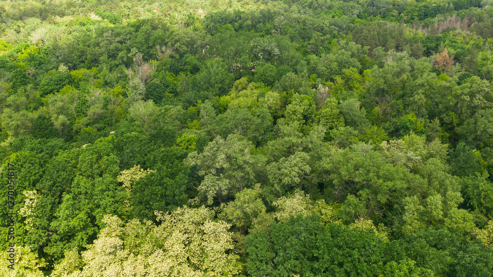 Aerial view of young forest in spring or summer day. Natural green foliage background. Top down drone photo.