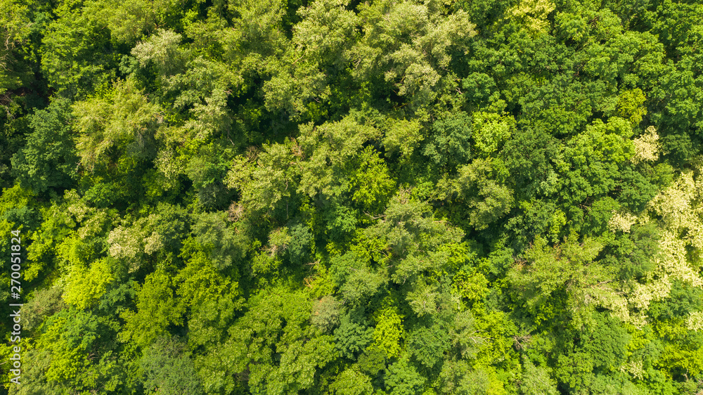Aerial view of young forest in spring or summer day. Natural green foliage background. Top down drone image.