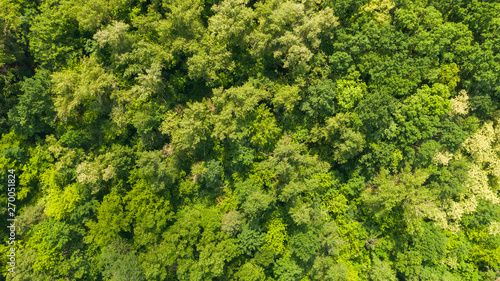 Aerial view of young forest in spring or summer day. Natural green foliage background. Top down drone image. © shootik