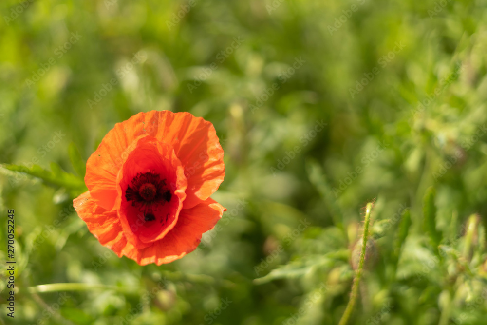 Poppy flowers on the field against the blue sky and green grass. Selective focus Poppy flowers on the field against the blue sky and green grass. Selective focus