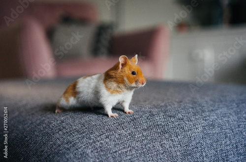Ginger and white hamster explores living room indoors