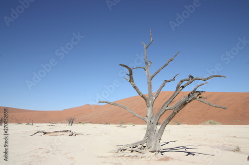Dead Vlei in Sossusvlei, Namibia
