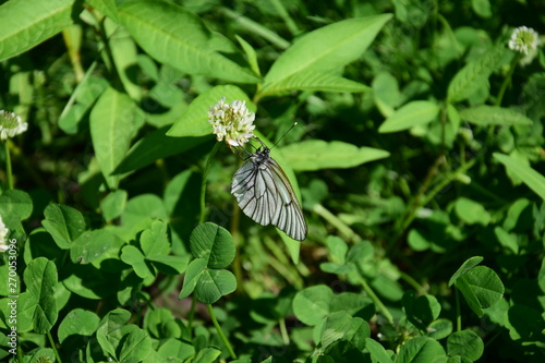 butterfly on a flower