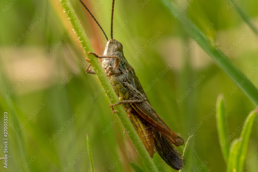 grasshopper on grass grasshopper on grass