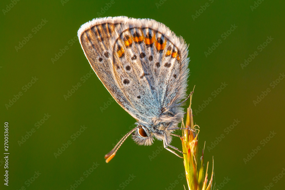 Obraz premium butterfly