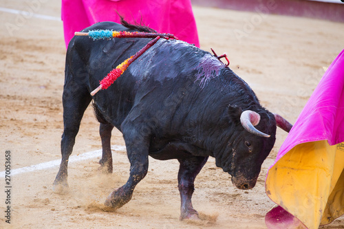 VALENCIA- MAY 11: "Corrida" (bullfighting) of bulls, typical Spanish tradition where a bullfighter kills a bull body against body.