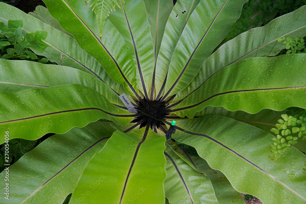 Bird's nest fern from top view Bird's nest fern from top view