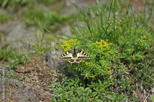 Schwalbenschwanz (Papilio machaon) auf dem Heiligenberg an Zypressen-Wolfsmilch (Euphorbia cyparissias) photo