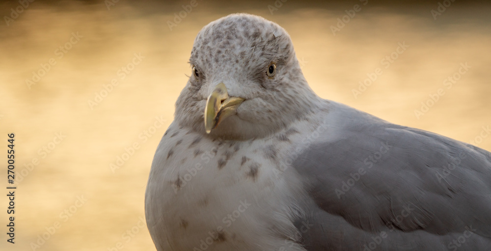 Obraz premium Close up head shot of yound seagull showing brown and white feathers