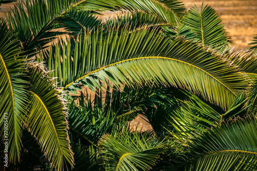 Palmenblätter in der Mittagshitze © ramonmaesfotografie