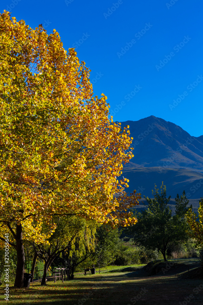 Fototapeta premium Yellow autumn colored tree and blue mountain