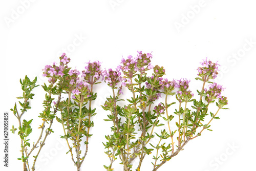 close on branches of thyme blooming on white background