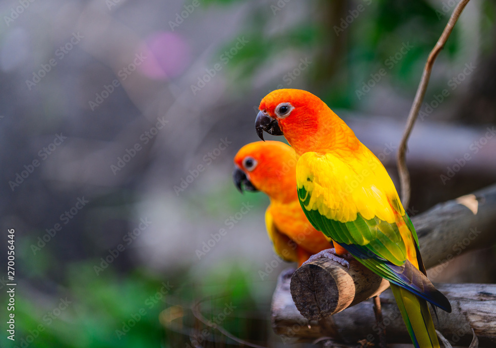 colorful Pair Lovebirds parrots on branch.