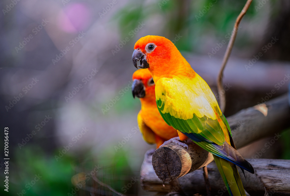 colorful Pair Lovebirds parrots on branch.