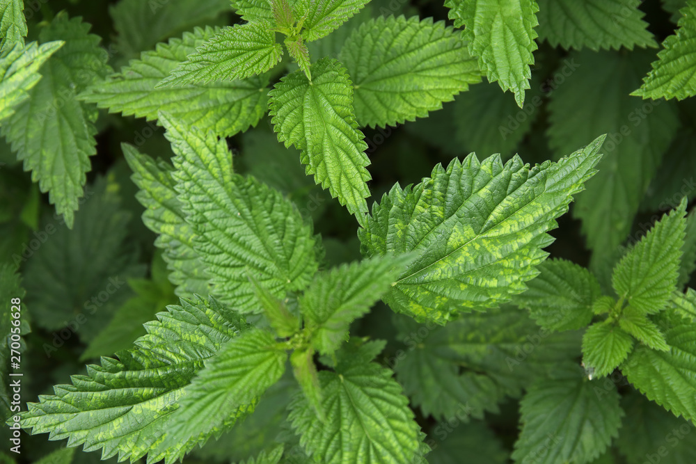 Urtica dioica, common nettle in springtime, alternative medicine, healthy herb Urtica dioica, common nettle in springtime, alternative medicine, healthy herb