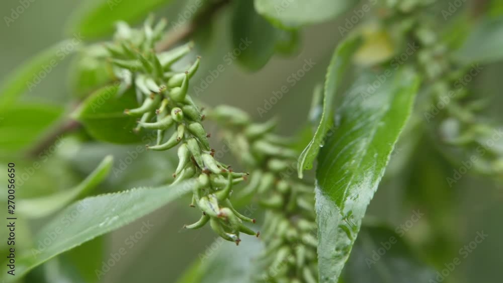 Poplar silver leaves sway in the wind. Poplar silver leaves sway in the wind.