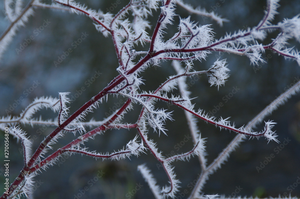 Hoarfrost on red twig