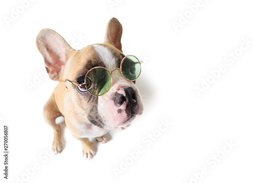 Cute french bulldog siting isolated