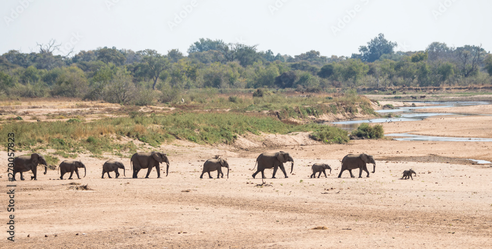 Baby elephant lead the herd to the water Baby elephant lead the herd to the water