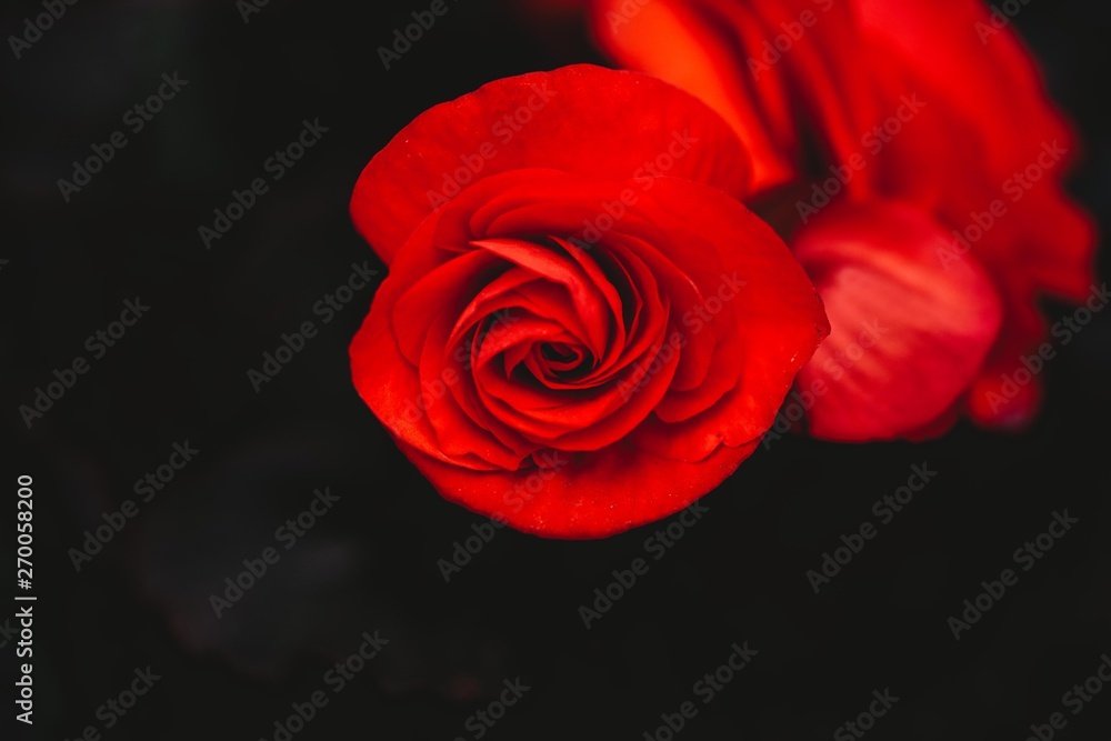 Beautiful Red Flower 