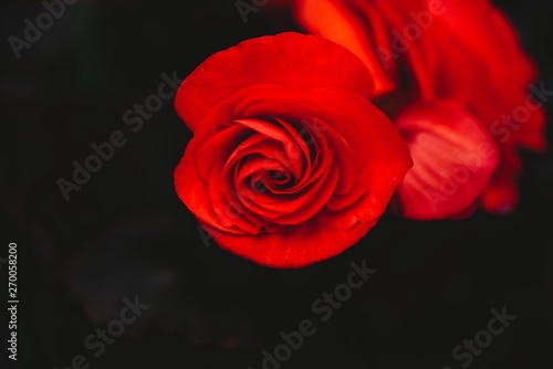 Beautiful Red Flower 
