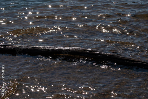 Sunlight glistens off the lake on a bright day in Oklahoma. An old log floats along the water. Bokeh effect.