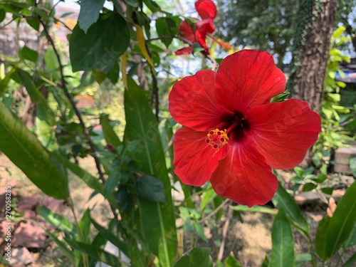 The focus image of red hibiscus tree