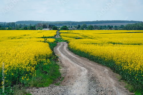 Fototapeta Naklejka Na Ścianę i Meble -  golden field of flowering rapeseed plant for green energy and oil industry, fuel. dirt road