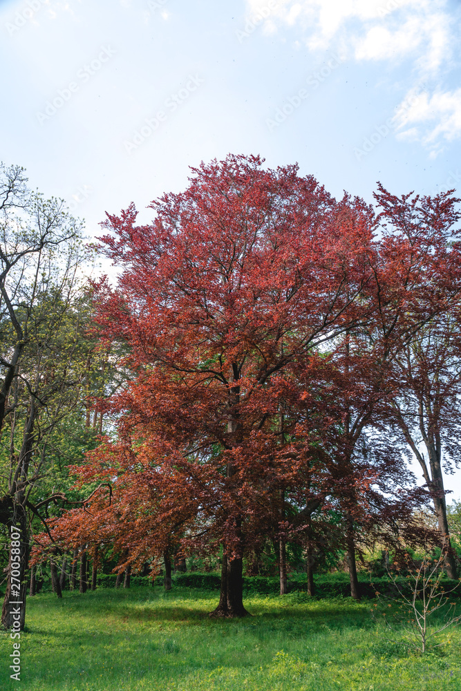 Big tree with red leaves on a green trees background. (Riversii, Royal Red, maple tree) vertical photo, summer day Big tree with red leaves on a green trees background. (Riversii, Royal Red, maple tree) vertical photo, summer day