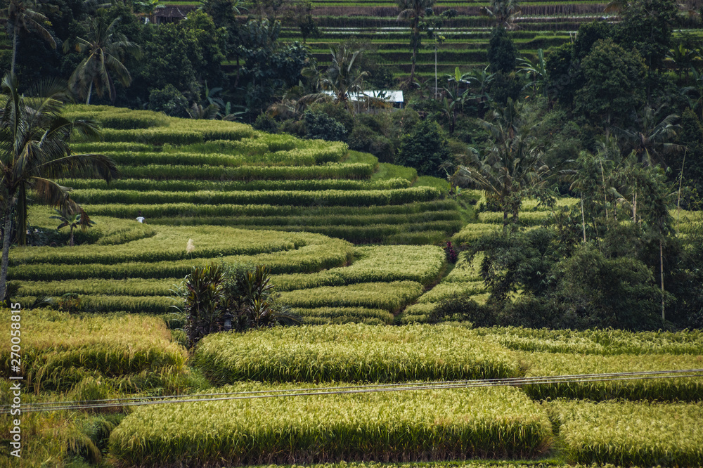 Weltkulturerbe Reisterrassen auf Bali, grüne Felder, dramatischer Himmel