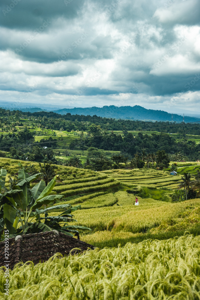 Weltkulturerbe Reisterrassen auf Bali, grüne Felder, dramatischer Himmel