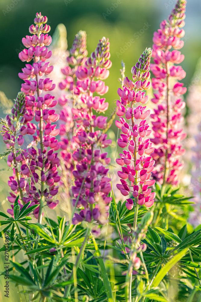 Obraz premium Pink violet spring and summer flowers. Gentle warm soft colors