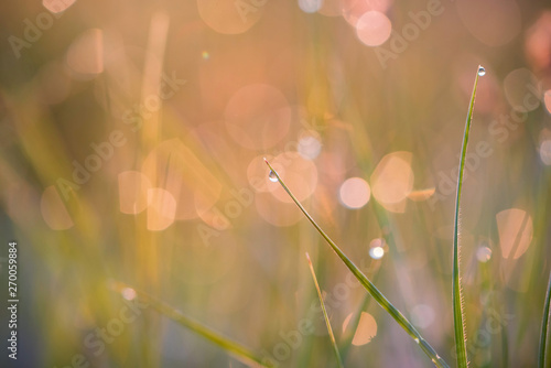 Beautiful background with morning dew on grass close