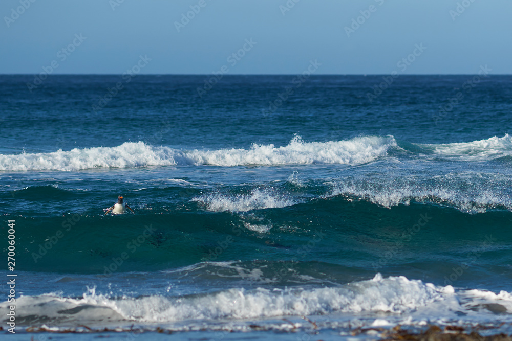 Fototapeta premium Gentoo Penguins (Pygoscelis papua) coming ashore after feeding at sea on Sea Lion Island in the Falkland Islands.
