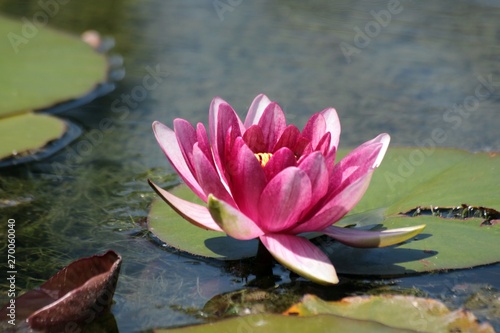One of thousand water lilies
