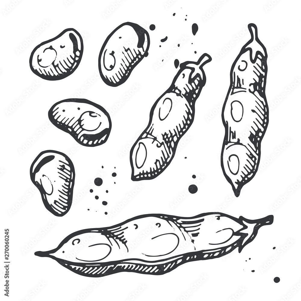 Bean set. Hand drawn realistic vector illustration. Organic vegetable. Eco food. Farm market product. Isolated white background. Can be used for shop, menu, card, poster, label