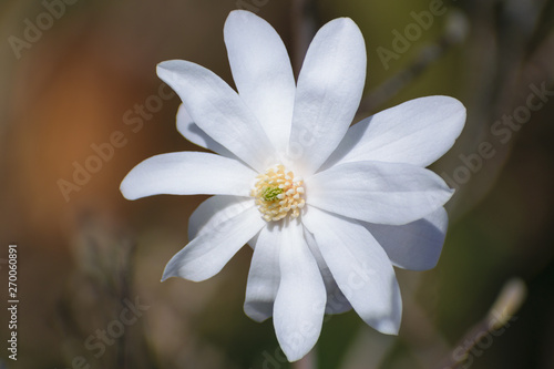 Magnolia stellata  star magnolia  white flower detail  isolated