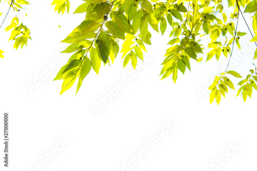 Fresh and green leaves on white backgrounds