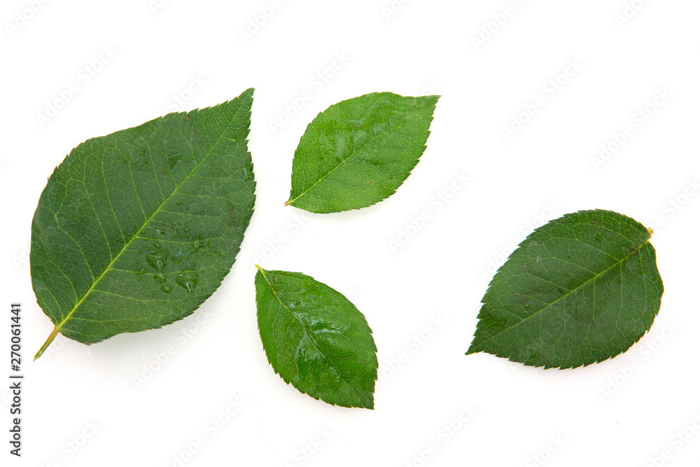 Green leaves isolated on white background. Nature background.