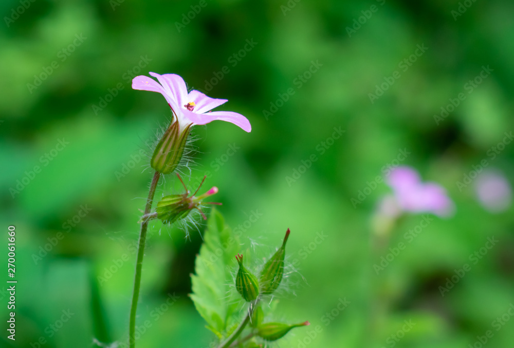 Flower Flower
