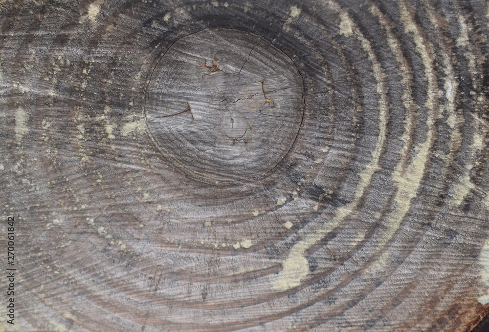 Fototapeta premium Wooden plank for use as a background, wood texture