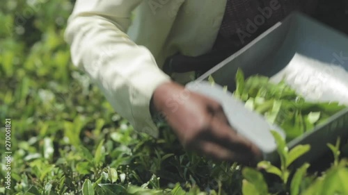 Tea picker at a Lipton plantation photo
