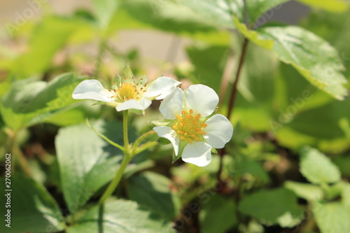 Strawberry flower blosom