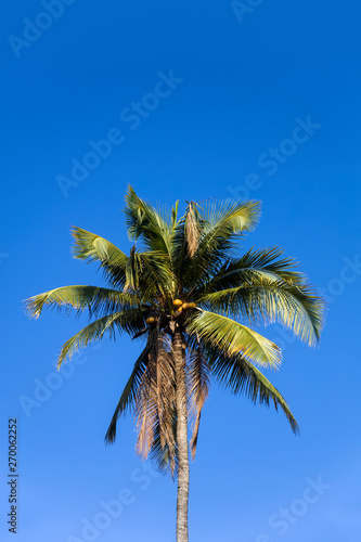 Tropical palm tree at Nusa ...