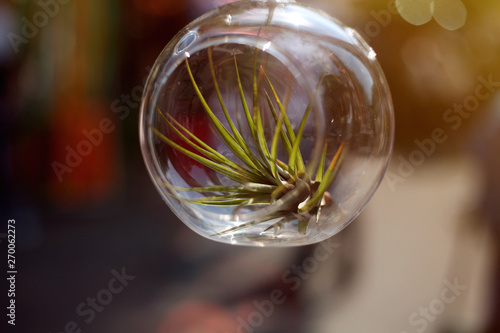 Lovely succulent growing in the glass pot. Picture made outdoor in the sunny day.