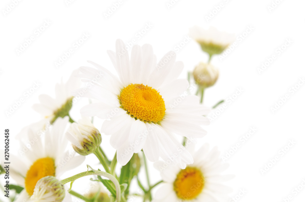 Fototapeta premium Beautiful white chamomile.