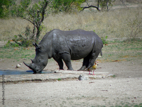 White Rhino