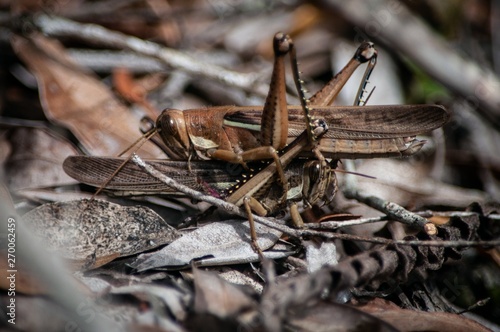 two grasshopper or crickets one on top of another